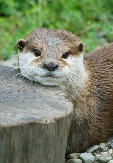 Loutre allongée sur les cailloux, la tête posée sur une souche d'arbre, regardant l'objectif