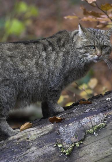 Un chat forestier sur un tronc d'arbre