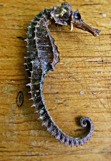 Hippocampe séché posé sur une planche en bois - vue de profil