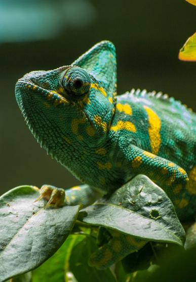 Caméléon vert tacheté de jaune sur une feuille verte