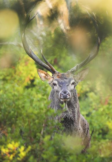 Cerf dans les feuillages - vue de face