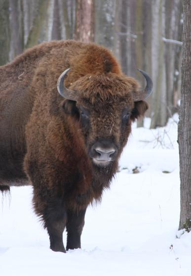 Bison d'Europe dans la nature enneigée