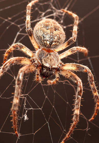 Gros plan sur l'araignée épeire diadème dans sa toile