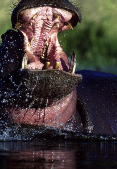 Hippopotame dans l'eau ouvrant grand la gueule - vue de face