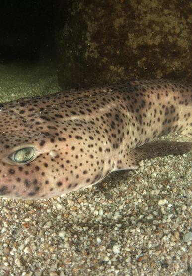 Gros plan sur une petite roussette au fond de l'eau