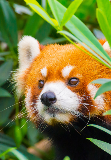 Entre les feuillages, portrait d'un panda roux